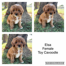 Load image into Gallery viewer, ELSA - Female Toy Cavoodle - Ready Now