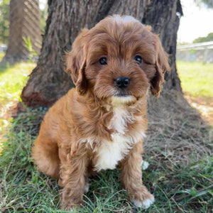 ELSA - Female Toy Cavoodle - Ready Now