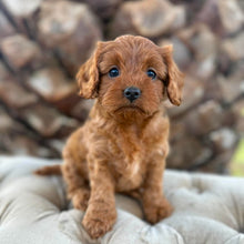 Load image into Gallery viewer, FLORA - Female  Toy Cavoodle - Ready 4th May