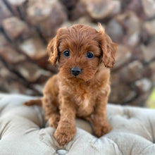 Load image into Gallery viewer, FLORA - Female  Toy Cavoodle - Ready 4th May