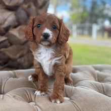 Load image into Gallery viewer, FLOSSY - Female  Toy Cavoodle - Ready 4th May