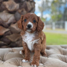 Load image into Gallery viewer, FLOSSY - Female  Toy Cavoodle - Ready 4th May