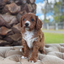 Load image into Gallery viewer, FLOSSY - Female  Toy Cavoodle - Ready 4th May
