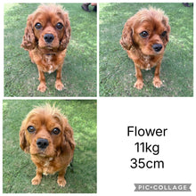 Load image into Gallery viewer, FLORA - Female  Toy Cavoodle - Ready 4th May