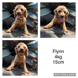 BLANCHE - Female Toy Cavoodle - Ready 2nd November