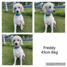 Load image into Gallery viewer, DOBBY - Male Toy/Mini Poodle - Ready 20th Nov