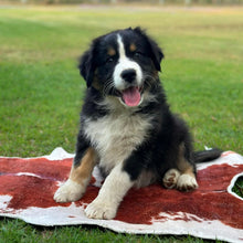 Load image into Gallery viewer, MILLIE - Female Australian Shepherd - Ready Now
