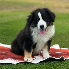Load image into Gallery viewer, MOOSE - Male Australian Shepherd - Ready Now