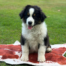 Load image into Gallery viewer, MOE - Male Australian Shepherd - Ready Now