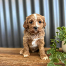 Load image into Gallery viewer, GEMMA -  Female Toy/Mini Cavoodle - Ready 28th Jan
