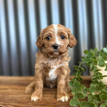 Load image into Gallery viewer, GEMMA -  Female Toy/Mini Cavoodle - Ready 28th Jan