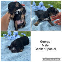 COCKER SPANIELS - READY FOR DEPOSITS NOW - Ready for home 10th Dec