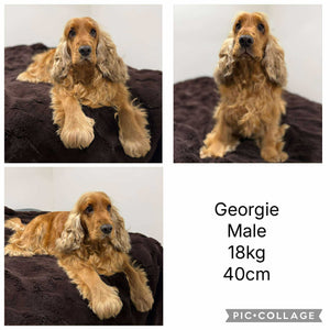 WENDY - Female Cocker Spaniel - Ready 26 Nov