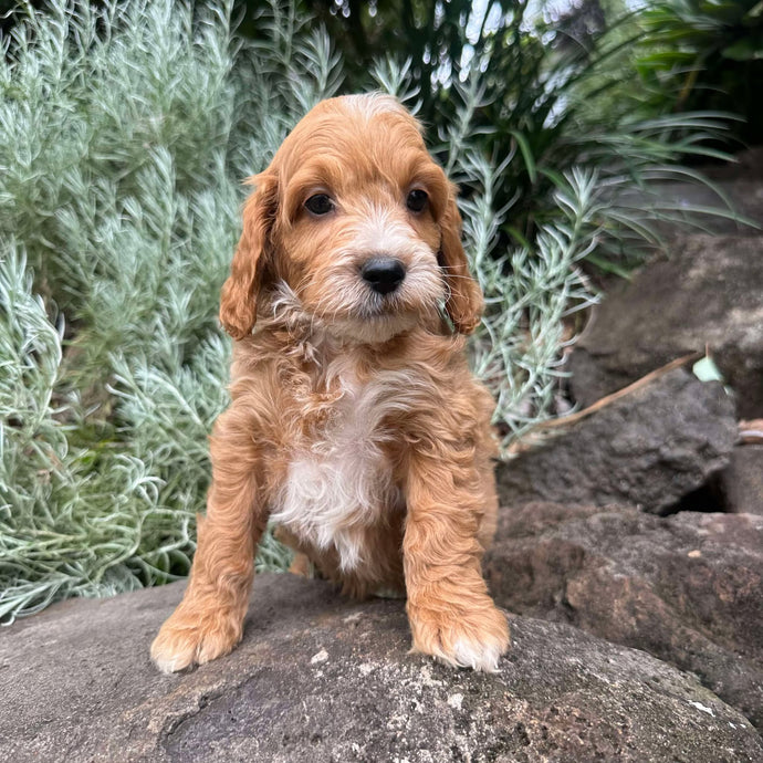 Spoodles – Diamond Valley Kennels