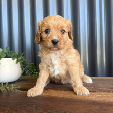 Load image into Gallery viewer, GIGI -  Female Toy/Mini Cavoodle - Ready 28th Jan