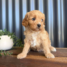 Load image into Gallery viewer, GIGI -  Female Toy/Mini Cavoodle - Ready 28th Jan