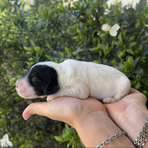 GILBERT - Male Toy Spoodle - ready 7th  Dec