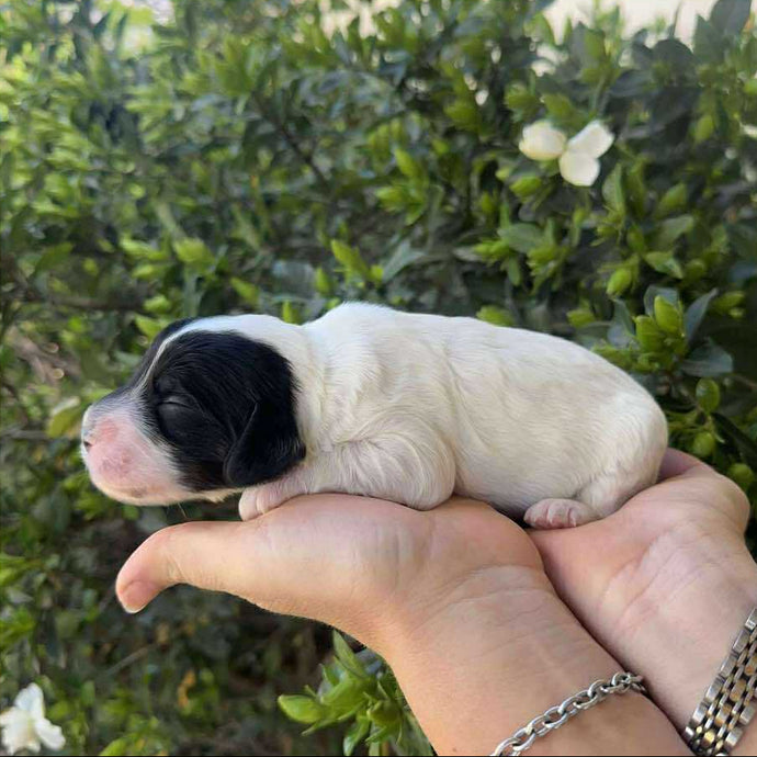 GILBERT - Male Toy Spoodle - ready 7th  Dec