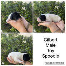 Load image into Gallery viewer, GILBERT - Male Toy Spoodle - ready 7th  Dec