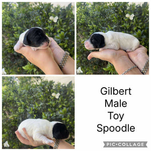 GILBERT - Male Toy Spoodle - ready 7th  Dec