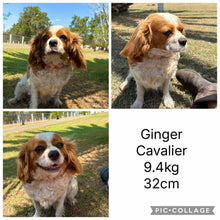 Load image into Gallery viewer, GREGORY - Male Toy/Mini Cavoodle - Ready 28th Jan