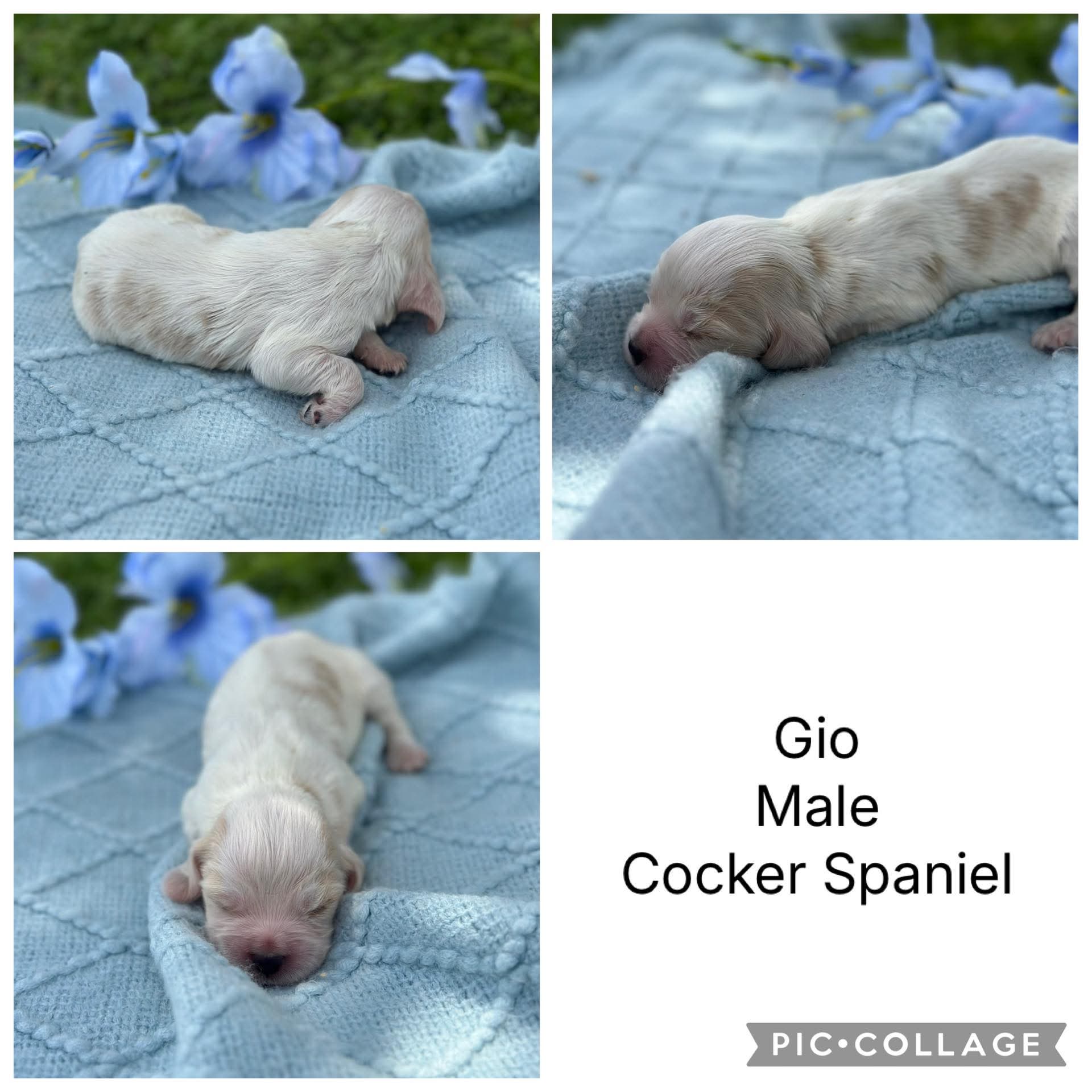 COCKER SPANIELS - READY FOR DEPOSITS NOW - Ready for home 10th Dec
