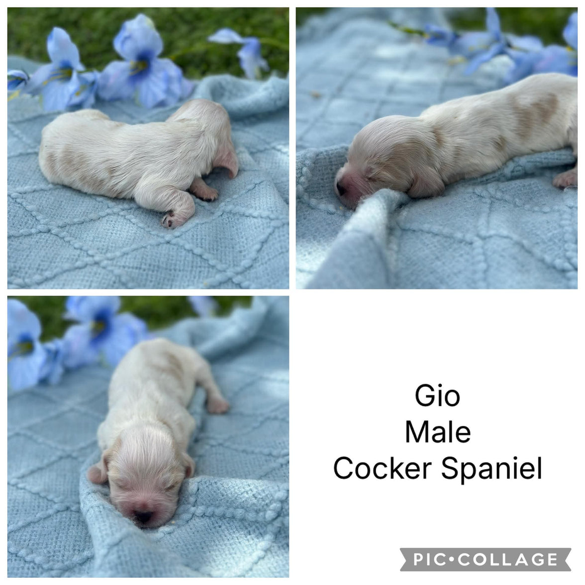 COCKER SPANIELS - READY FOR DEPOSITS NOW - Ready for home 10th Dec