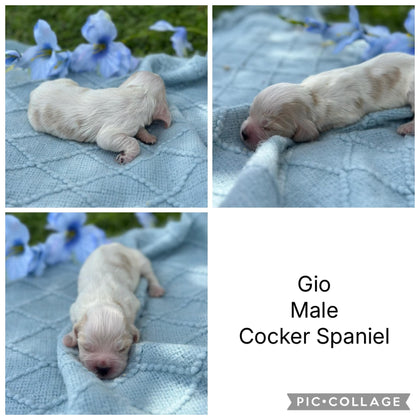 COCKER SPANIELS - READY FOR DEPOSITS NOW - Ready for home 10th Dec