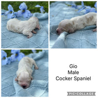 COCKER SPANIELS - READY FOR DEPOSITS NOW - Ready for home 10th Dec