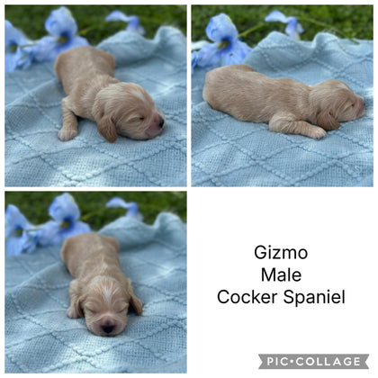COCKER SPANIELS - READY FOR DEPOSITS NOW - Ready for home 10th Dec