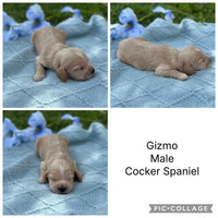 COCKER SPANIELS - READY FOR DEPOSITS NOW - Ready for home 10th Dec