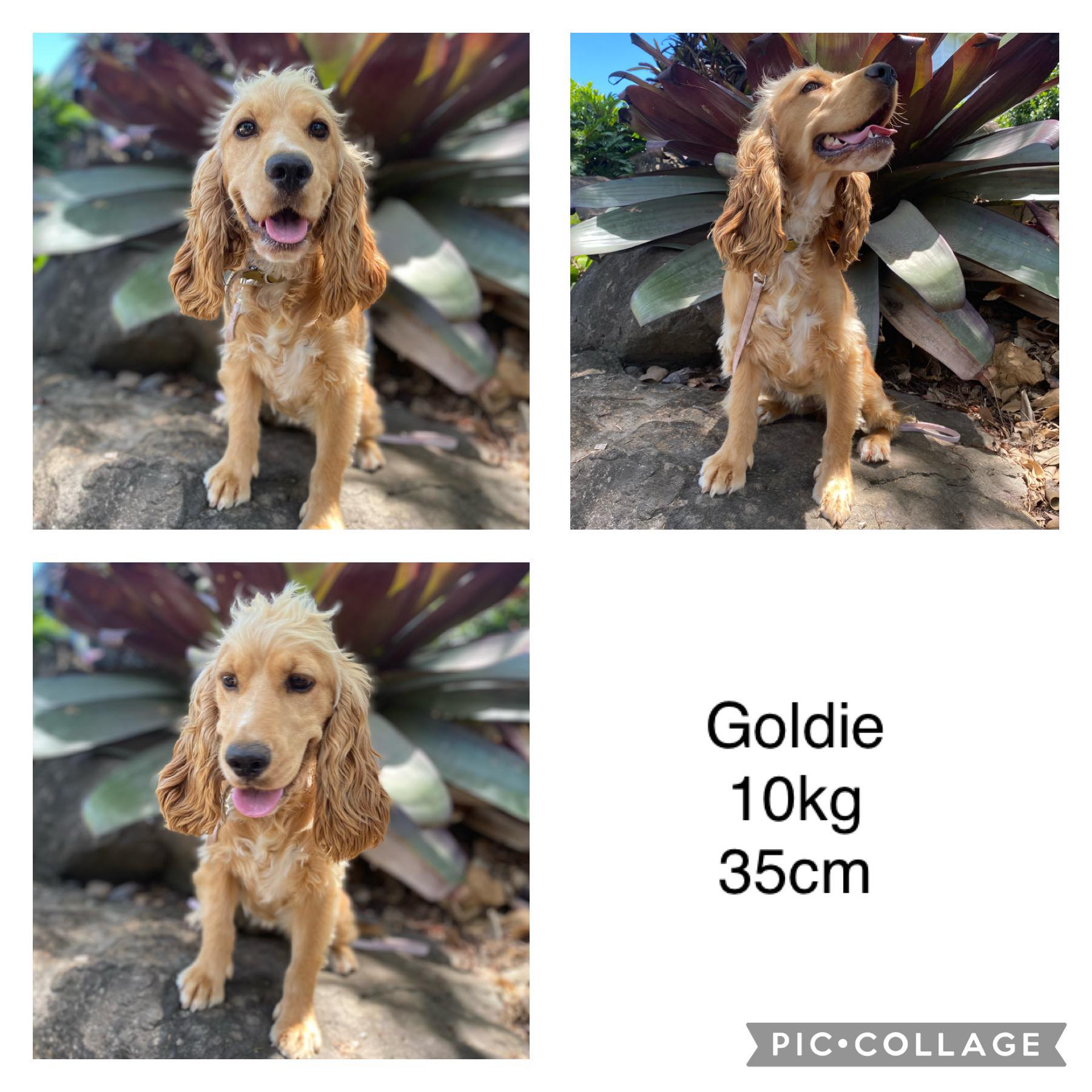COCKER SPANIELS - READY FOR DEPOSITS NOW - Ready for home 10th Dec
