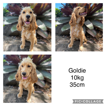 COCKER SPANIELS - READY FOR DEPOSITS NOW - Ready for home 10th Dec