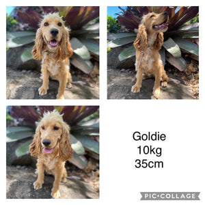 GOLDY - Female Toy Spoodle - Ready 7th Dec