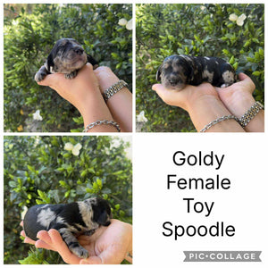 GOLDY - Female Toy Spoodle - Ready 7th Dec