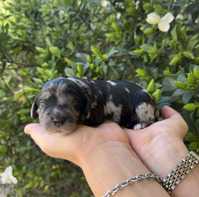 GOLDY - Female Toy Spoodle - Ready 7th Dec