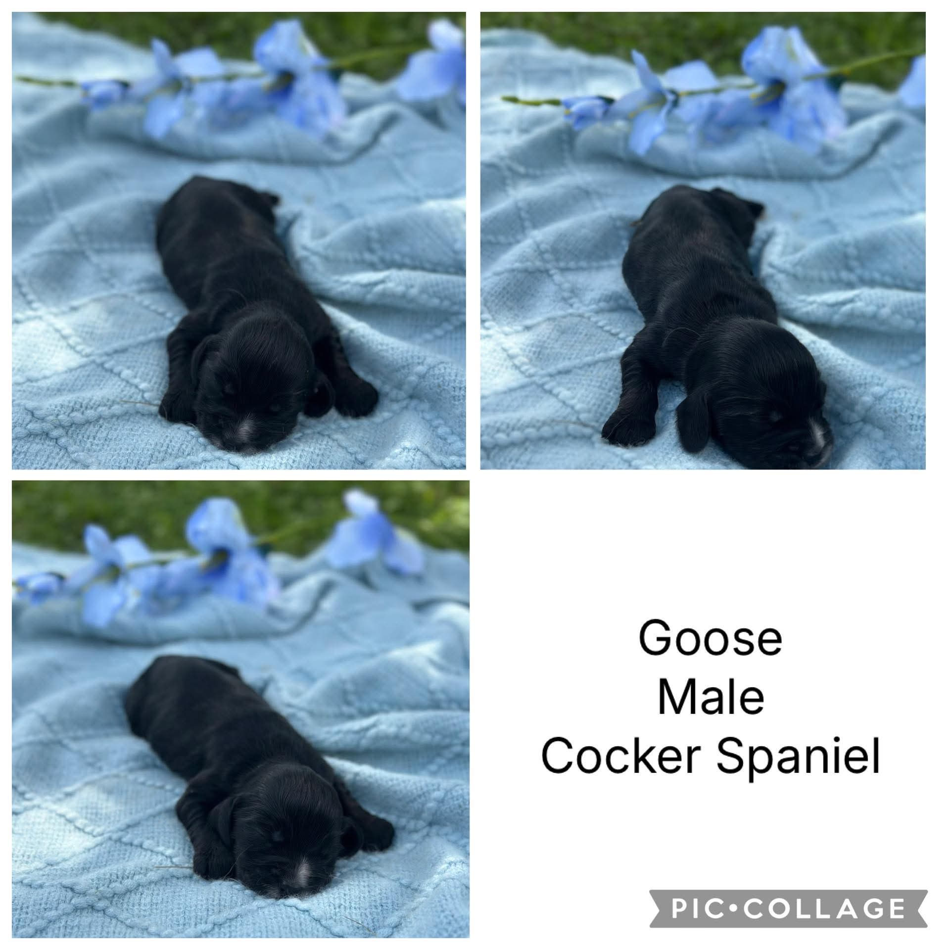 COCKER SPANIELS - READY FOR DEPOSITS NOW - Ready for home 10th Dec
