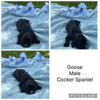 COCKER SPANIELS - READY FOR DEPOSITS NOW - Ready for home 10th Dec