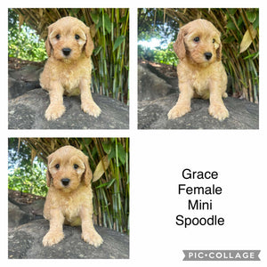 GRACE - Female Mini Spoodle - Ready 22nd Feb