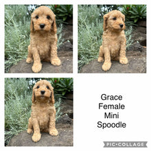 Load image into Gallery viewer, GRACE - Female Mini Spoodle - Ready 22nd Feb