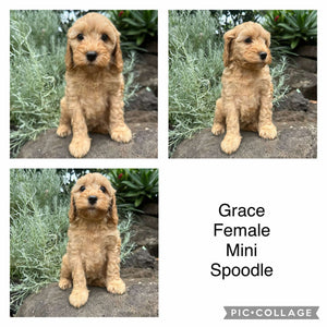 GRACE - Female Mini Spoodle - Ready 22nd Feb