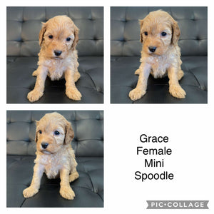 GRACE - Female Mini Spoodle - Ready 22nd Feb