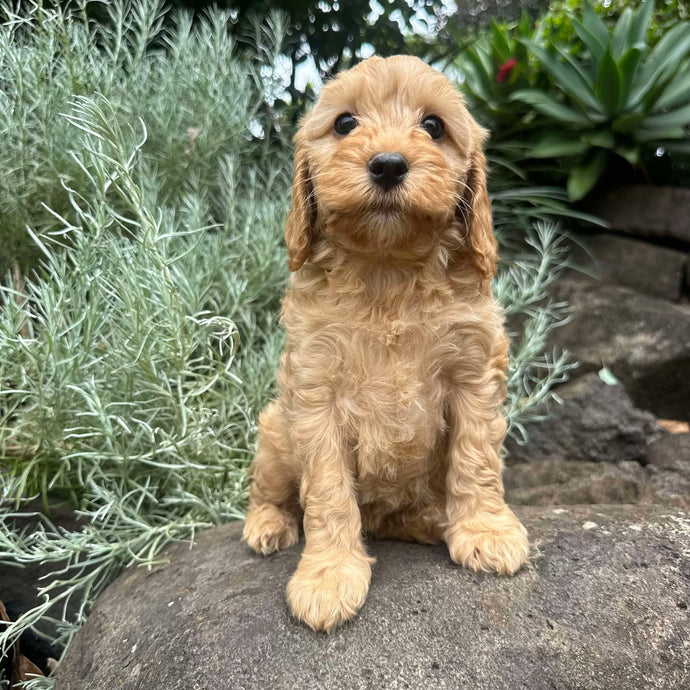 GRACE - Female Mini Spoodle - Ready 22nd Feb