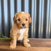 Load image into Gallery viewer, GREGORY - Male Toy/Mini Cavoodle - Ready 28th Jan