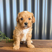 Load image into Gallery viewer, GREGORY - Male Toy/Mini Cavoodle - Ready 28th Jan