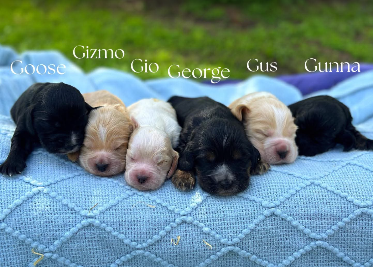 COCKER SPANIELS - READY FOR DEPOSITS NOW - Ready for home 10th Dec