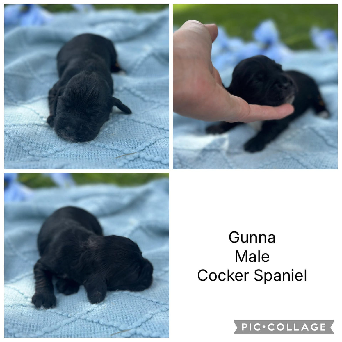 COCKER SPANIELS - READY FOR DEPOSITS NOW - Ready for home 10th Dec