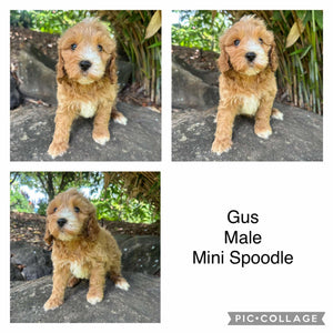 GUS - Male Mini Spoodle - Ready 22nd Feb