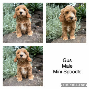 GUS - Male Mini Spoodle - Ready 22nd Feb