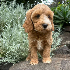 GUS - Male Mini Spoodle - Ready 22nd Feb